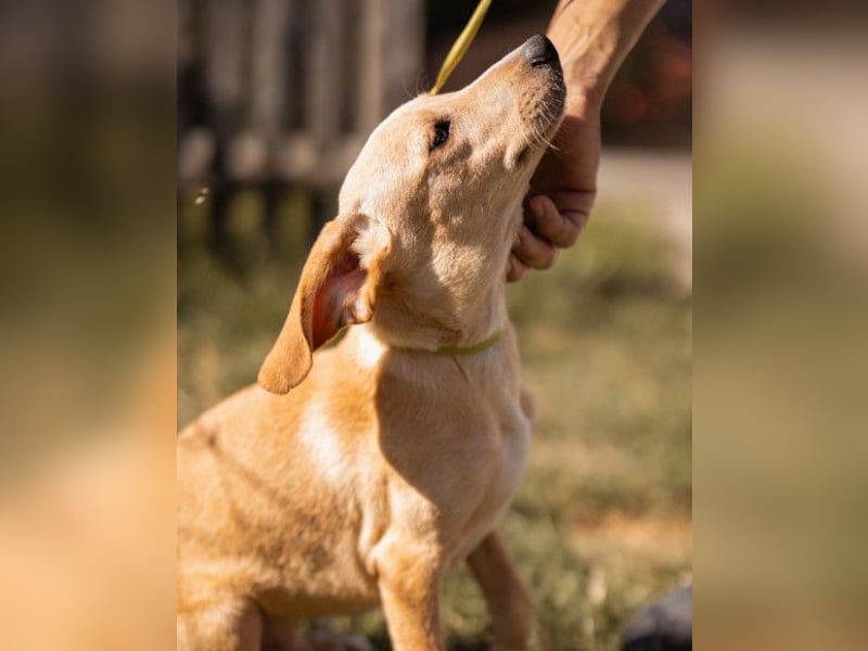 Hachiko ❤️ so lebensfroh und aktiv!