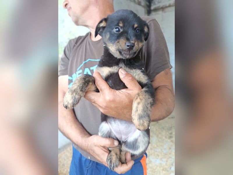 Liebe Babsi ❤️ kleine, süße Schmusemaus!