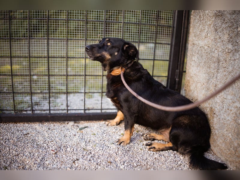 YARINA❤️zarte Hundedame: Lieb. Klug. Lernwillig.