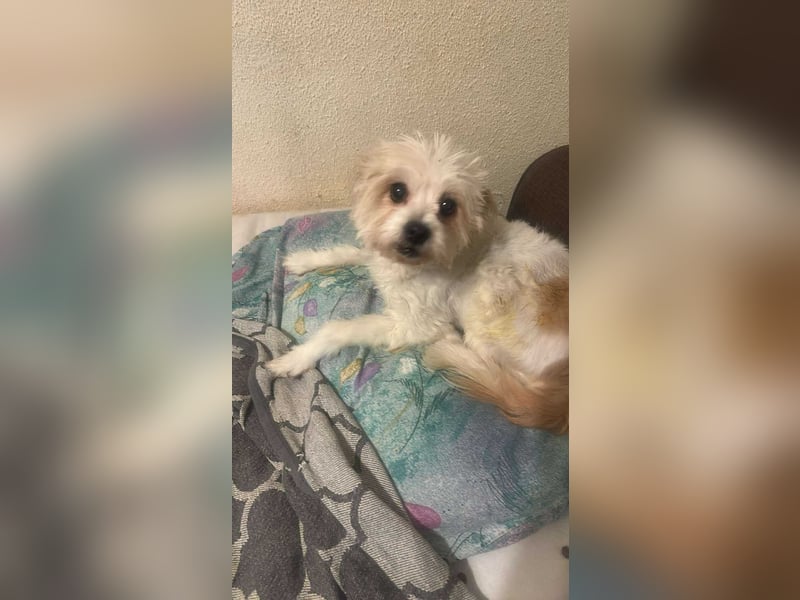 Mily, kleine Seniorin sucht Residenzplätzchen