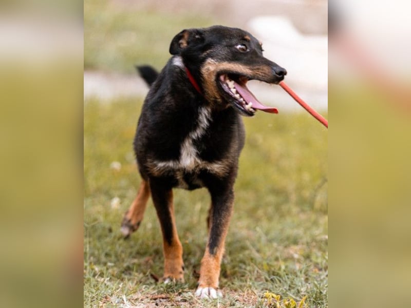 Rio ❤️ freundlicher Herzenshund sucht Familie!