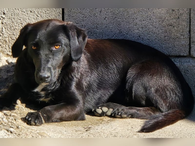 Cassia ♥️ liebe, sensible Fellnase sucht Sicherheit
