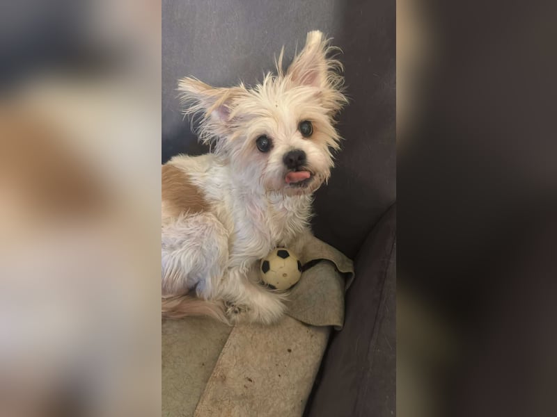 Mily, kleine Seniorin sucht Residenzplätzchen