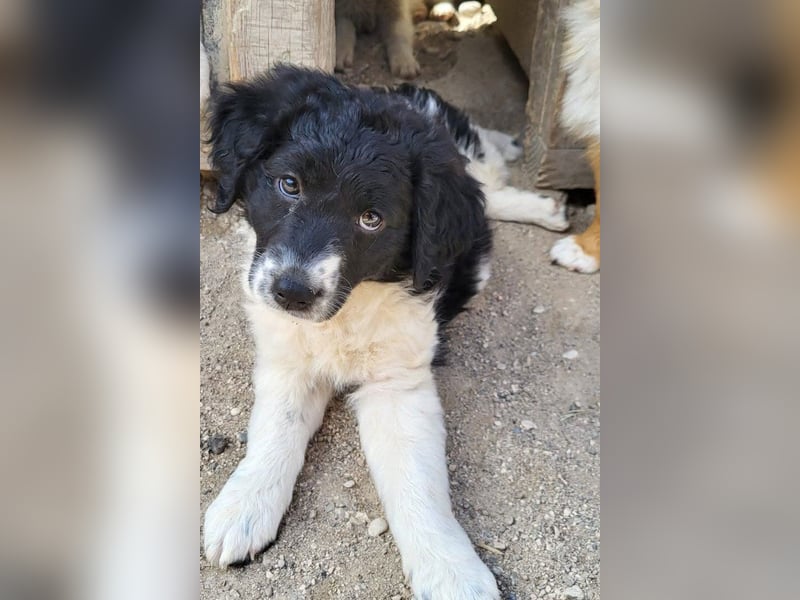 Süße ♥Suki♥ wartet bereits in 32130 Enger auf ihre Für-Immer-Menschen