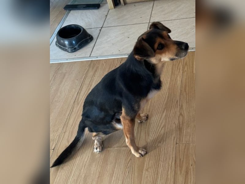 Roby ❤️ aktiver, verschmuster Rollibub Roby ❤️ aktiver, verschmuster Rollibub