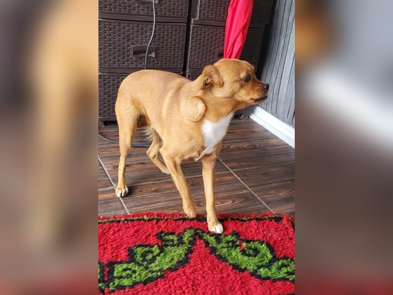 Liebste ♥Luna♥ klein, fein und stubenrein