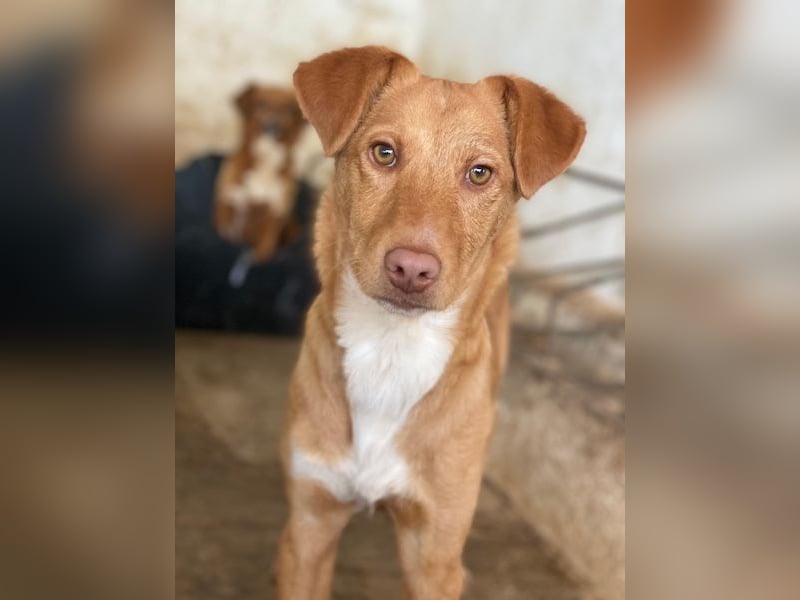 Novis, geb. ca. 09/2025, lebt in GRIECHENLAND, auf einer privaten Pflegestelle