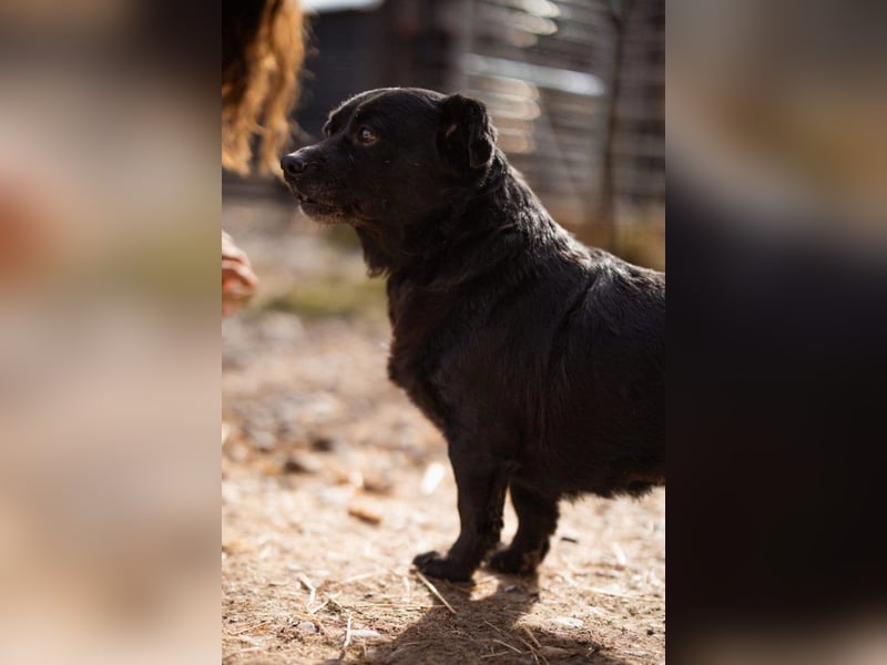 Liebe ♥ Lava ♥ kuschelige, kleine Hündin