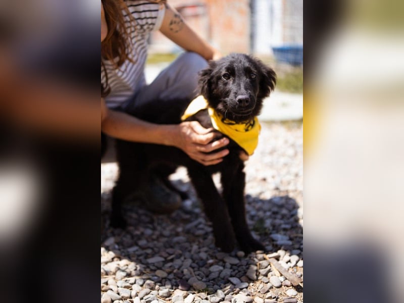 Kleiner ♥ Mićko ♥ sucht seine liebe treue Familie