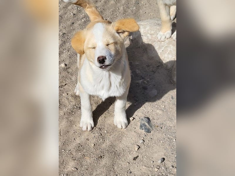 Kleine ♥Tina♥ wartet bereits in 21465 Wentorf auf ihre treuen Für-Immer-Menschen
