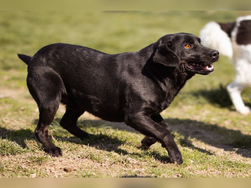 Black-Beauty ♥Sammy♥ wartet bereits in 66583 Spiesen-Elversberg