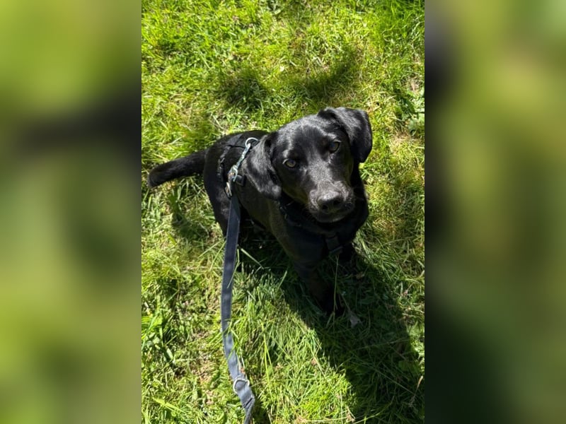 Black-Beauty ♥Sammy♥ wartet bereits in 66583 Spiesen-Elversberg