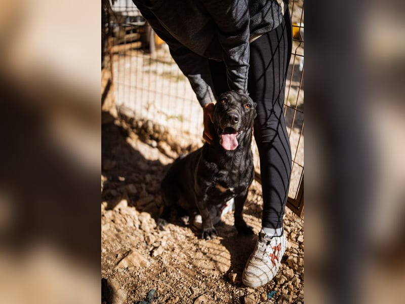 Kajo ❤️ super lieber Bub sucht Zuhause Kajo ❤️ super lieber Bub sucht Zuhause