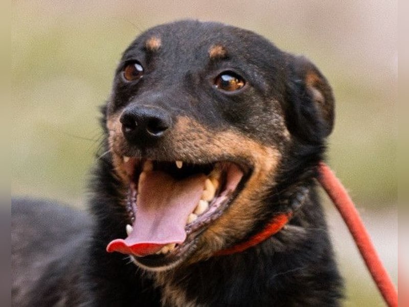 Rio ❤️ Herzenshund sucht Familie!