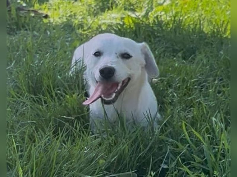 Belle ❤️ süßes, verspieltes Hundemädchen Belle ❤️ süßes, verspieltes Hundemädchen