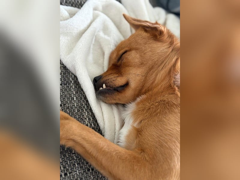 Liebste ♥ Luna ♥ klein, fein und  schon stubenrein, wartet bereits in 02625 Bautzen