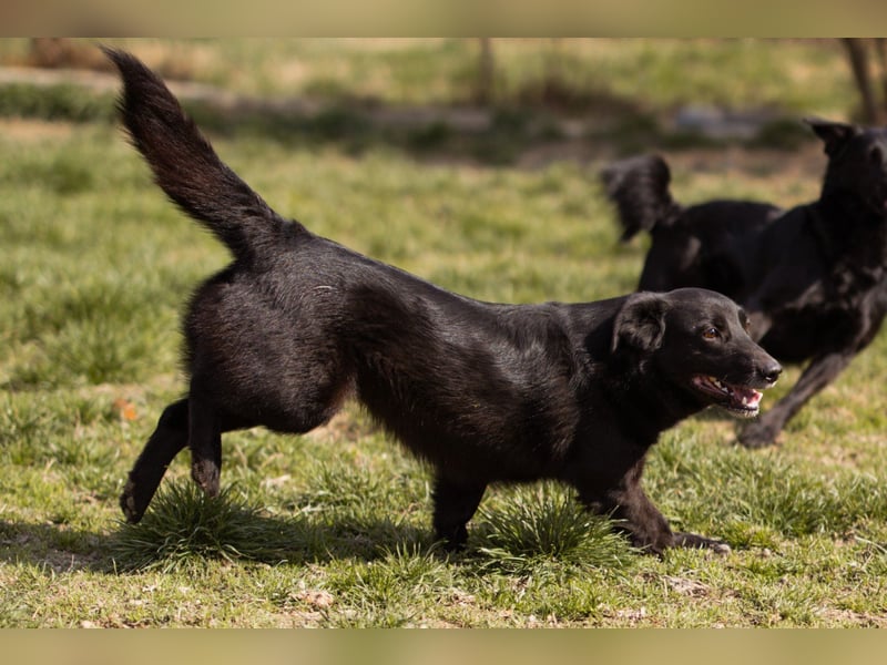 Süßer ♥Pili Mili♥ kleiner Tempo-Lausbub
