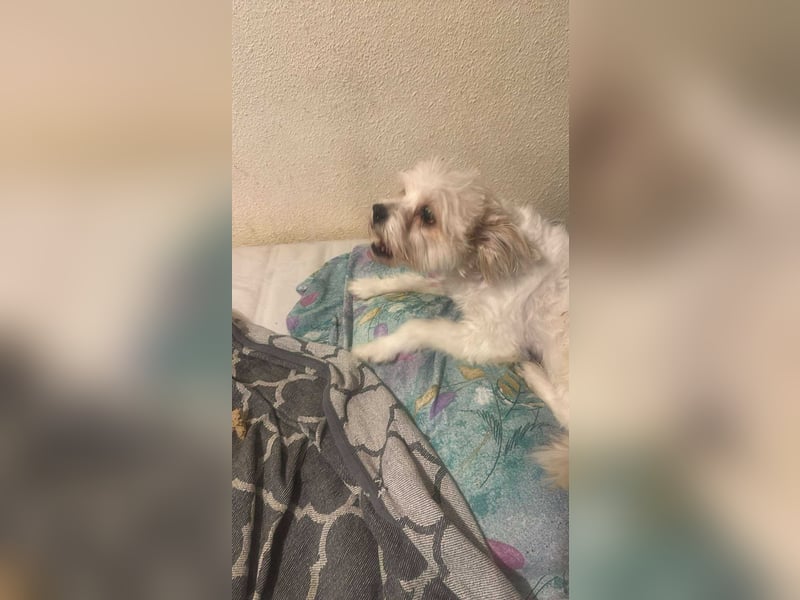 Mily, kleine Seniorin sucht Residenzplätzchen