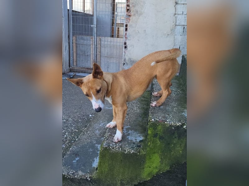 Aurelia ❤️ aufgeweckte, so fröhliche Maus