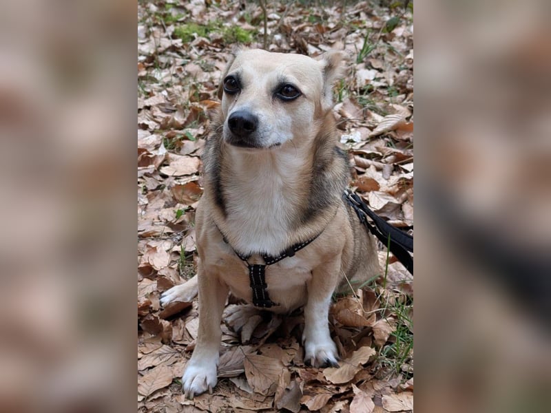 Sanfte ♥ Mirna ♥ wartet bereits in 67663 Kaiserslautern auf ihre Für-Immer-Familie