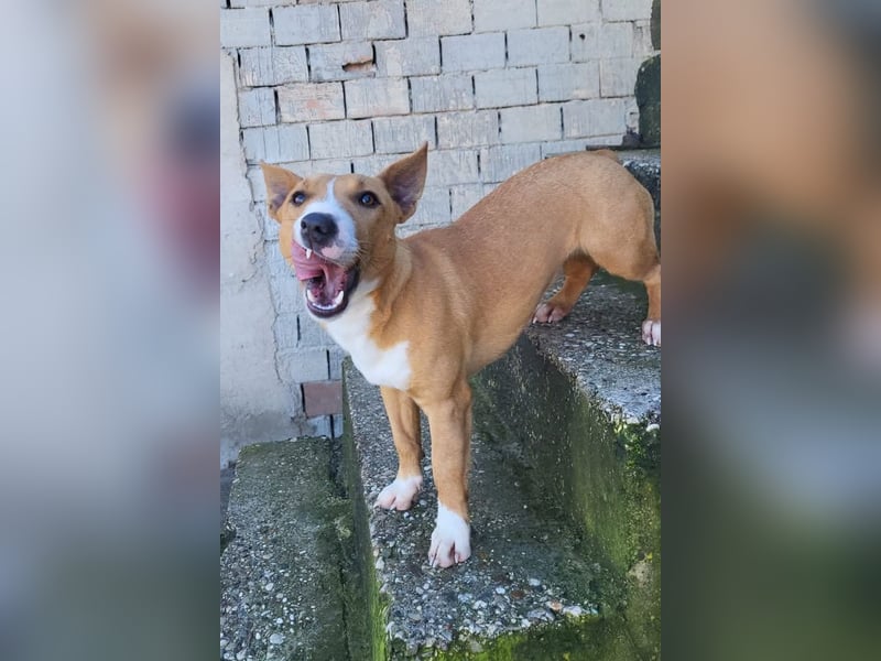 Aurelia ❤️ aufgeweckte, so fröhliche Maus