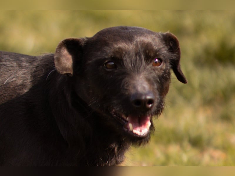 Fröhliche, kleine ♥Greta♥ zart, sozial mit Tempo im Po