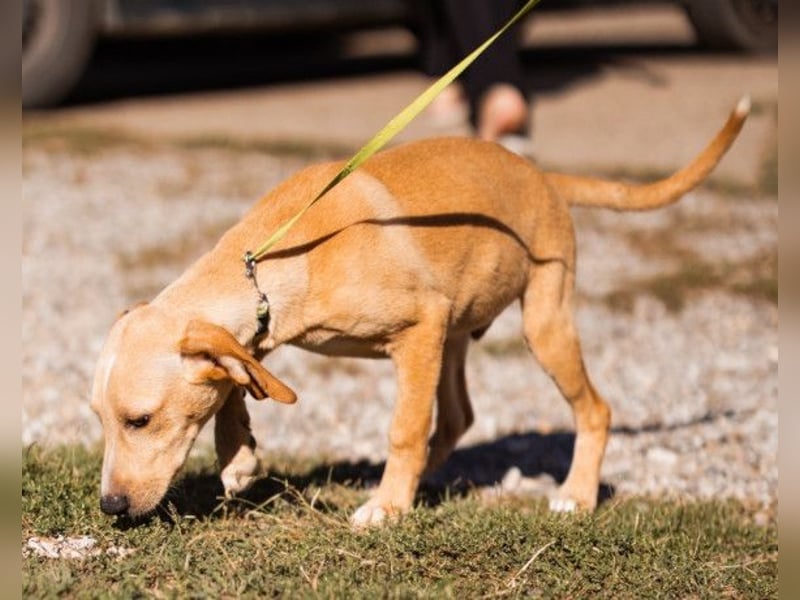 Hachiko ❤️ so lebensfroh und aktiv!