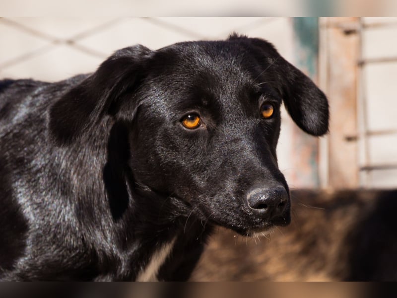 Cassia ♥️ liebe, sensible Fellnase sucht Sicherheit