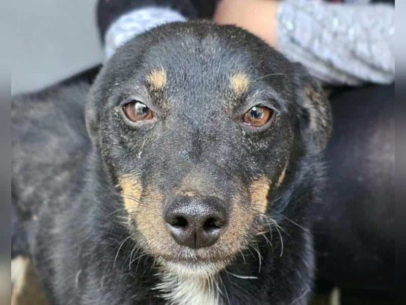 Rio ❤️ freundlicher Herzenshund sucht Familie!