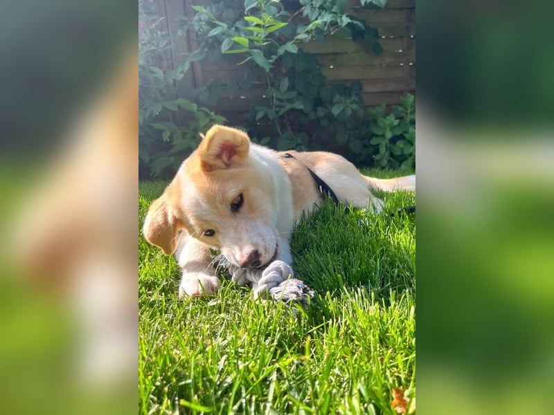 Kleine ♥Tina♥ wartet bereits in 21465 Wentorf auf ihre treuen Für-Immer-Menschen