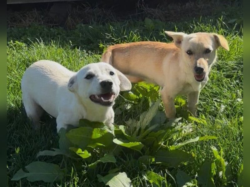 Belle ❤️ süßes, verspieltes Hundemädchen Belle ❤️ süßes, verspieltes Hundemädchen