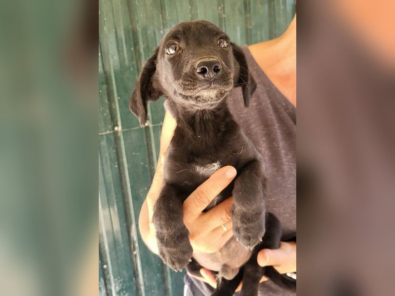 Welpenbub ♥ Spunky ♥ liebenswertes Familienmitglied auf 4 Pfoten
