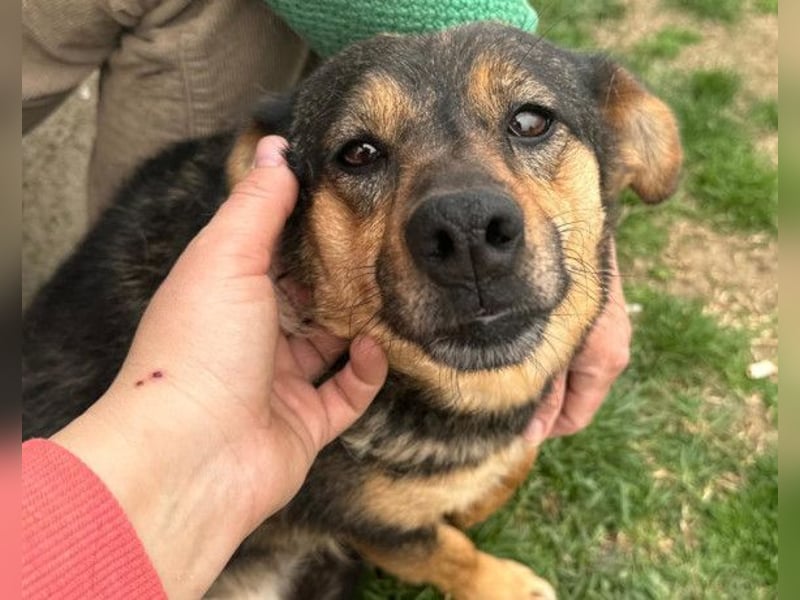 KENAI❤️kleine Kämpferin mit großem Herz & katzenverträglich