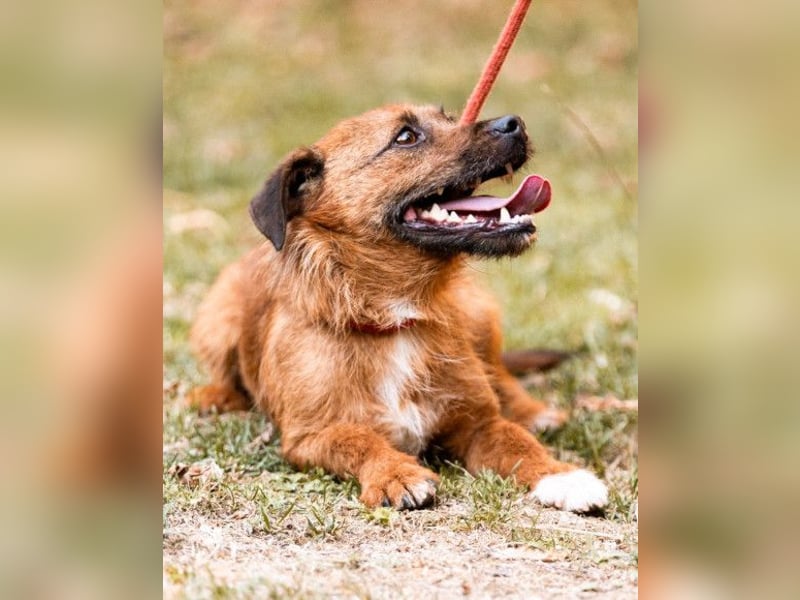 Bentley ❤️ kleiner, verspielter Lausbub!