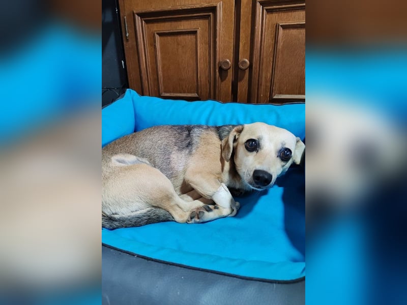 Sensible ♥Mirna♥ braucht Liebe & Schutz