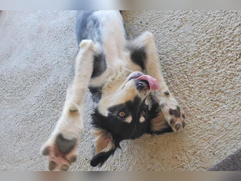 Lucy ❤️ offene, neugierige, so liebe Hundedame