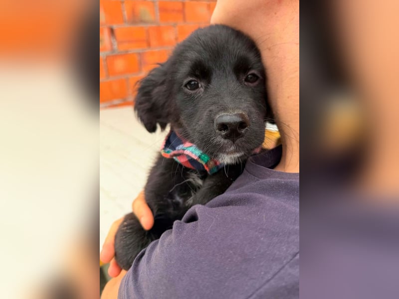 MIRO❤️zuckersüßer Kuschelkönig sucht sein Für-Immer-Körbchen