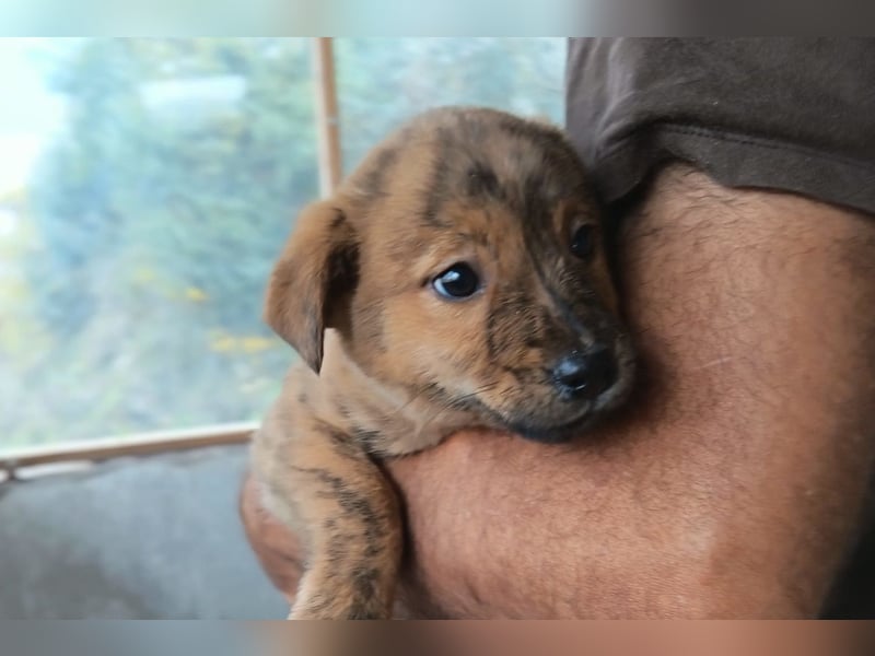 Timmy ❤️ junger, aktiver, so lieber Bub!