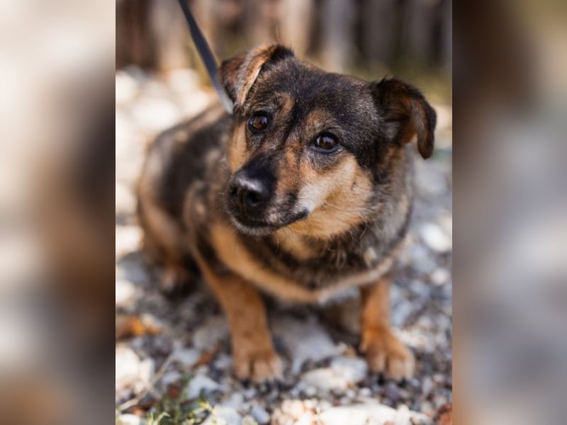 KENAI❤️kleine Kämpferin mit großem Herz & katzenverträglich