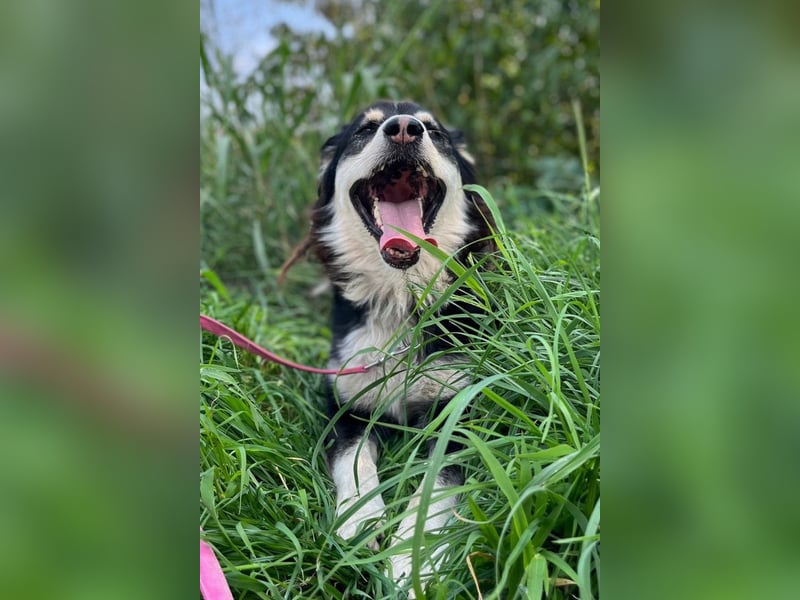 Lucy ❤️ offene, neugierige, so liebe Hundedame