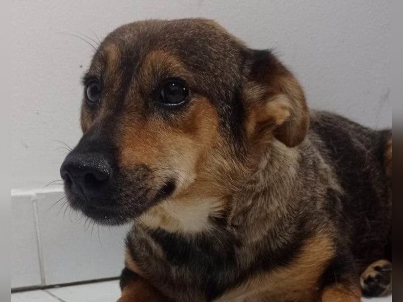 KENAI❤️kleine Kämpferin mit großem Herz & katzenverträglich