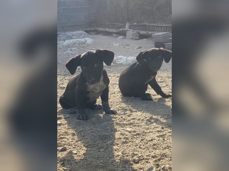 Welpenbub ♥ Spunky ♥ liebenswertes Familienmitglied auf 4 Pfoten