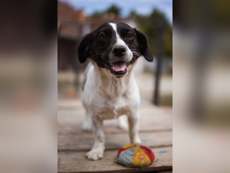 Kleine, feine ♥Jupi♥ zarte, bezaubernde Junghündin