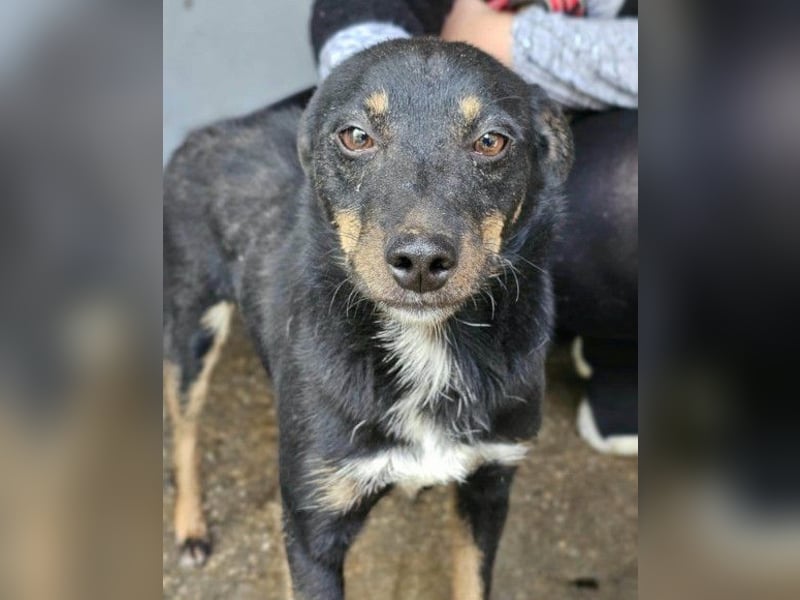 Rio ❤️ freundlicher Herzenshund sucht Familie!