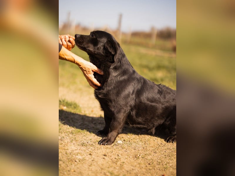 Süße OldLady ♥ Merry ♥ fröhliche, freundliche Hundedame