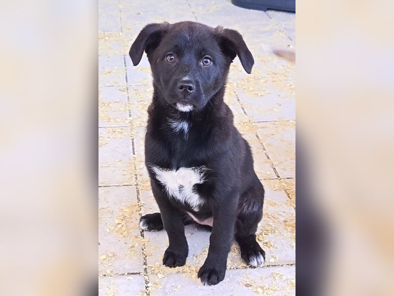 süße LIA❤️kleines Energiebündel sucht ein Für-Immer-Körbchen