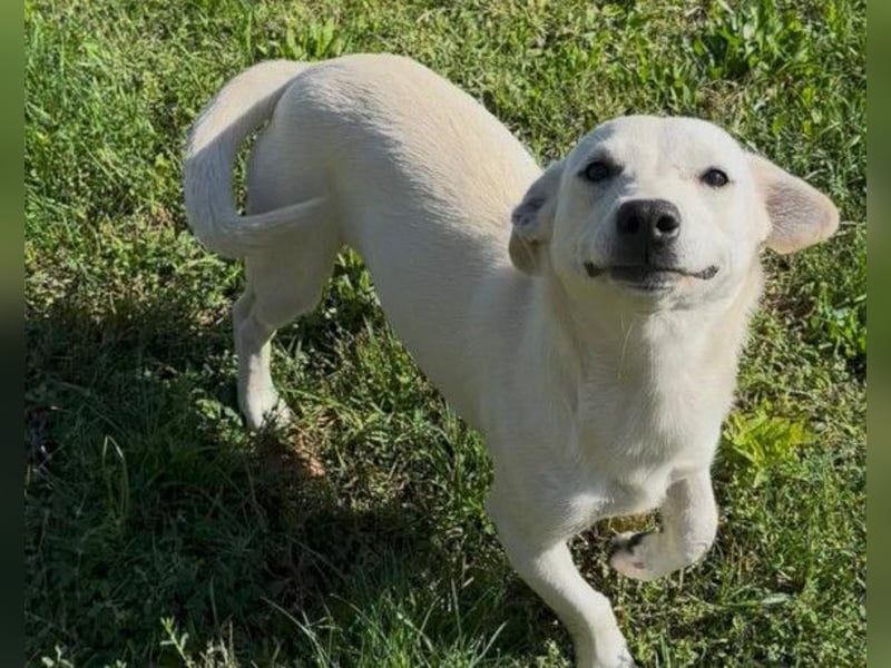 Belle ❤️ süßes, verspieltes Hundemädchen Belle ❤️ süßes, verspieltes Hundemädchen