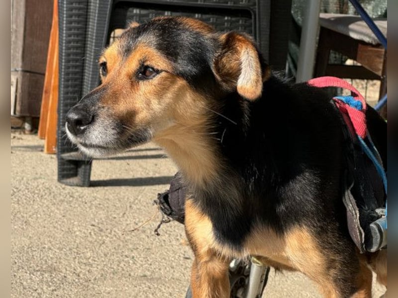 Roby ❤️ aktiver, verschmuster Rollibub Roby ❤️ aktiver, verschmuster Rollibub