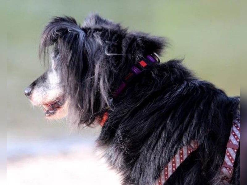 Neno ❤️ vital, neugierig + katzenverträgl.