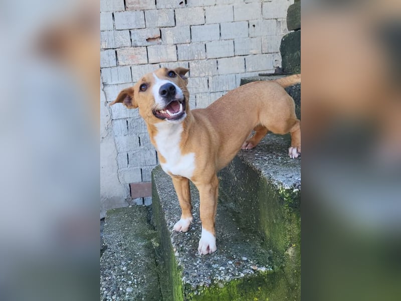 Aurelia ❤️ aufgeweckte, so fröhliche Maus